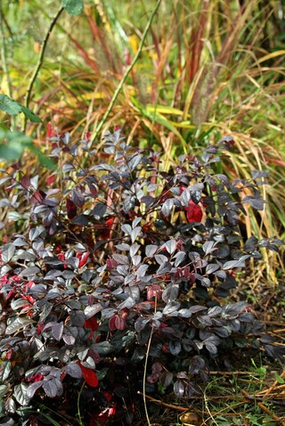  lloropetalum 'Black pearl'