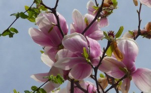 Blog de mimipalitaf :mimimickeydumont : mes mandalas au compas, .magnolia