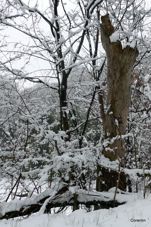 Temps de neige (1)