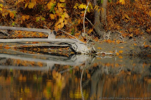 Reflets d'automne sur le Rhône - Autome 2016 - Lucey - Savoie