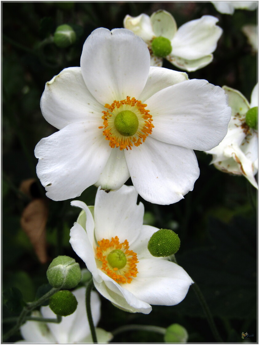 AVANT  LA  NEIGE  QUELQUES  FLEURS 