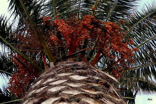 Un palmier