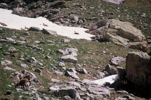 Chamois - Mercantour