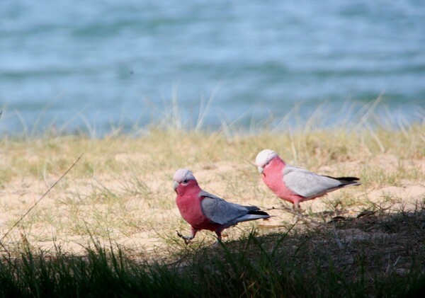 animaux perroquets rosella1