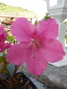 Identification par les fleurs !