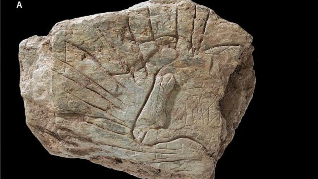 ROCHER DE L'IMPÉRATRICE (-14 000 ans)