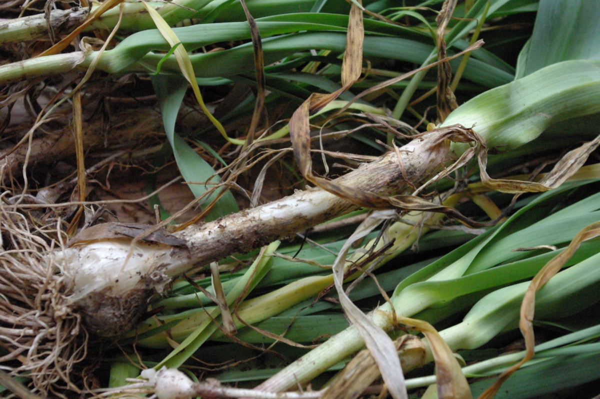 Les bons légumes provençaux (comment les reconnaitre)