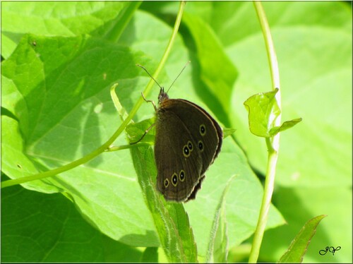 Papillon tristan