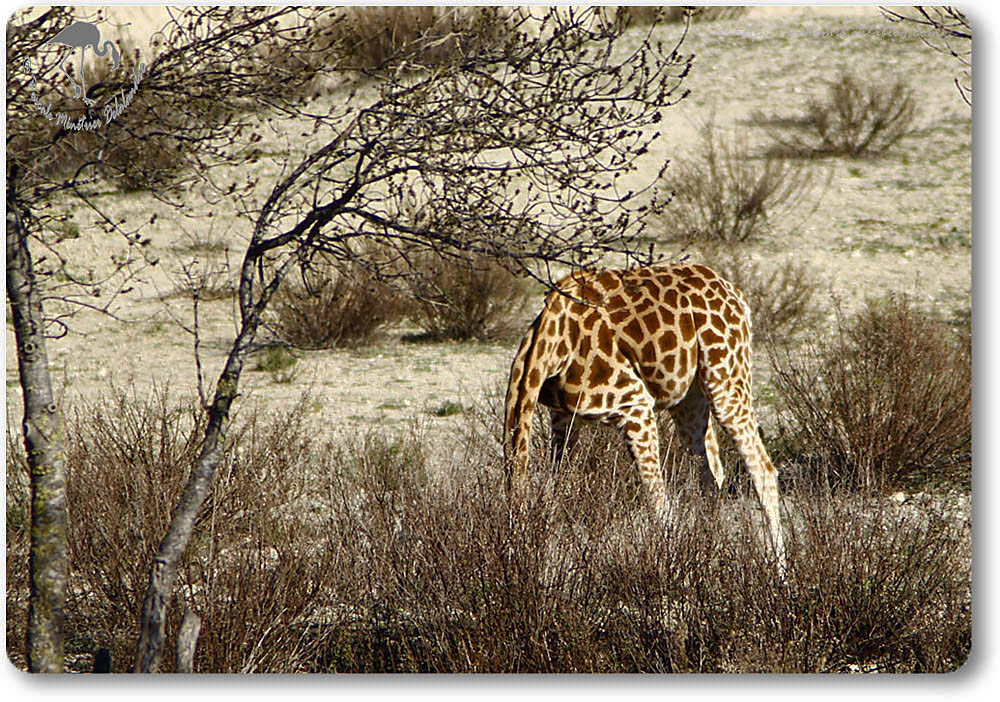 Girafe du Niger (Giraffa camelopardalis peralta)