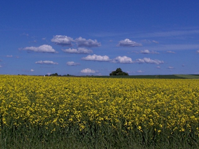 Campagne mosellane 3 Marc de Metz 2011