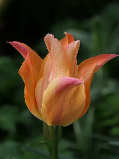 Avril 2024, la saison des tulipes
