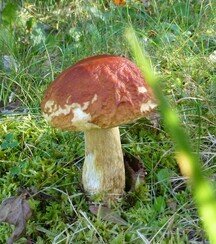 La princesse qui se prenait pour un champignon!