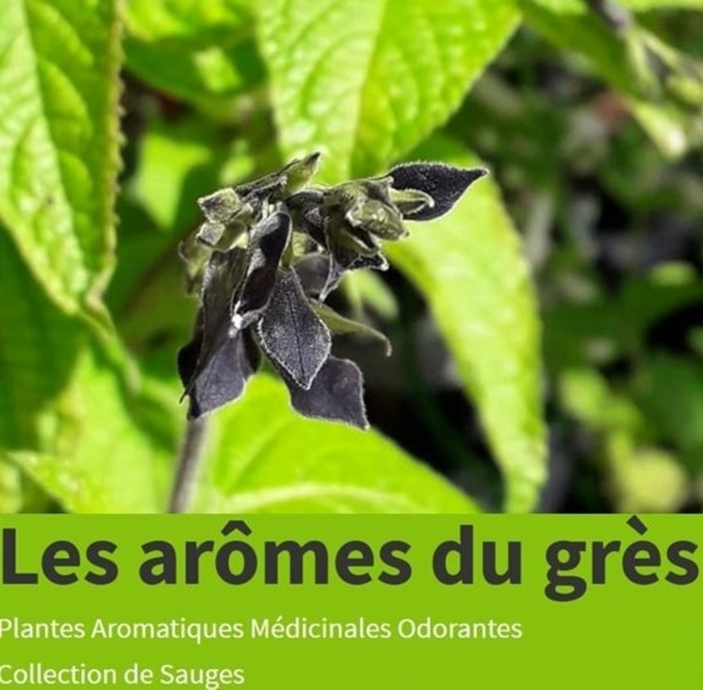 Où il est déjà question des Journées des Plantes d'automne de Chantilly...