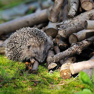 Le tas de bois | Les Jardins de Noé