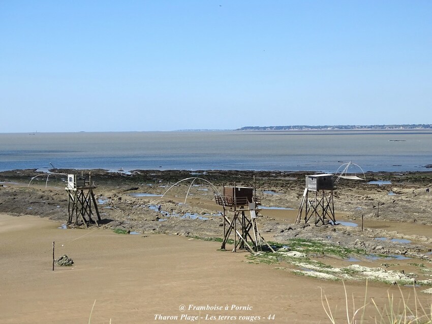 Sortie aux Terres rouges à Tharon Plage 