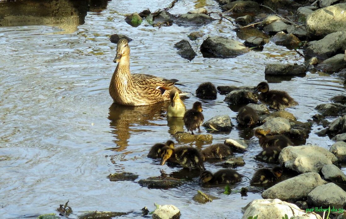 une famille canard