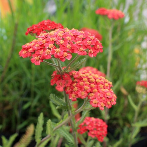 Achillée Achillea paprika.jpg