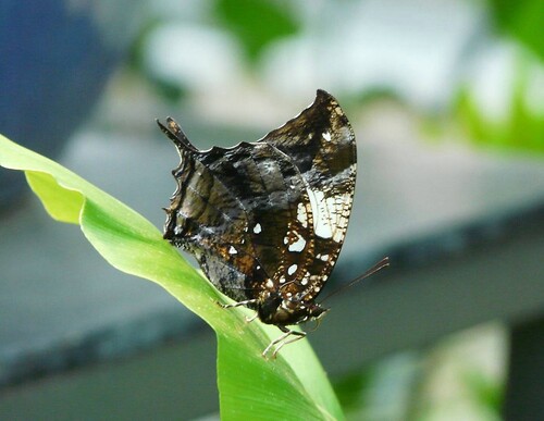 Papillons exotiques au Château de Goulaine