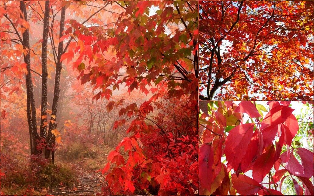  Pourquoi les feuilles d'automne sont rouges, oranges ou jaunes?