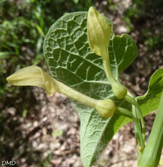 Aristolochia clematitis - aristoloche clématite