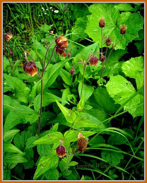 Images 108...Bordures 4...Fleurs des Alpes 2009...