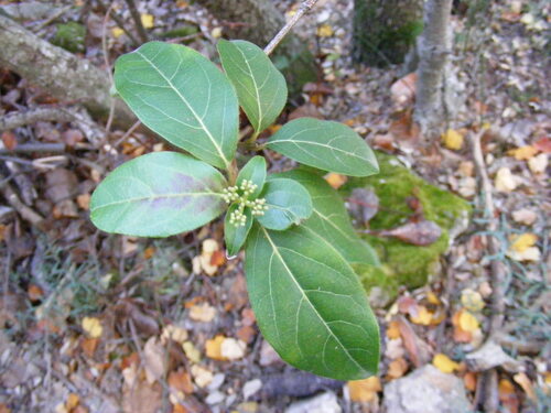 Viburnum tinus, Adoxaceae