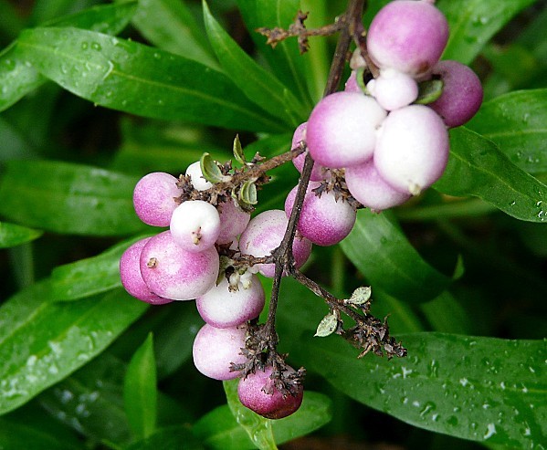 Symphorine-rose-fruits--08-01-11-001.jpg