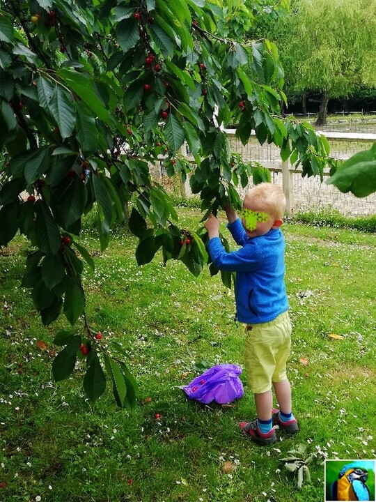 Vigne et Cerisier et ???