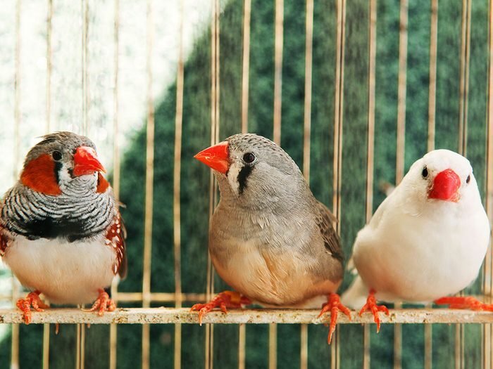 Quelle est la température idéale à l'intérieur de la maison pour les oiseaux?
