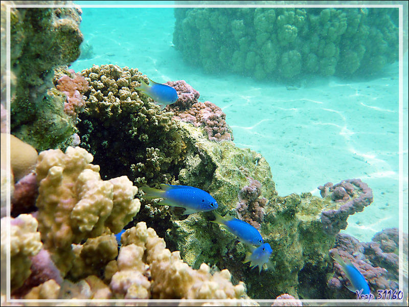 Demoiselle néon, Neon damselfish (Pomacentrus coelestis) - Motu Tautau - Taha'a - Polynésie française