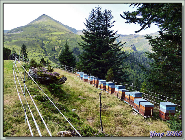 Blog de images-du-pays-des-ours : Images du Pays des Ours (et d'ailleurs ...), Ruchers avec protection de la zone par clôture électrique (contre la gourmandise d'ours) - Pyrénées