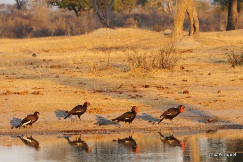 Ground Hornbills at Makwa