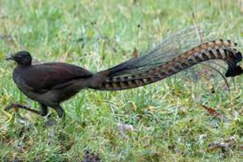 OISEAU-LYRE. Superb Lyrebird imitating construction work. (Documentaires exceptionnels)