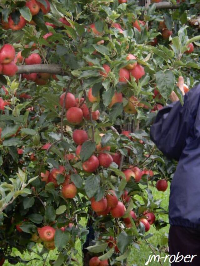 Cueillir soi-même son fruit avec la vente directe du Producteur au Consommateur