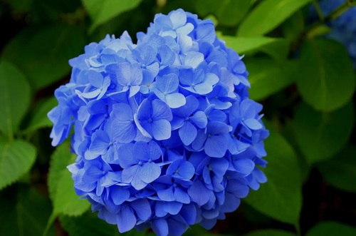 Hortensia (Hydrangea) bleu (sol acide) La Fourche.jpg