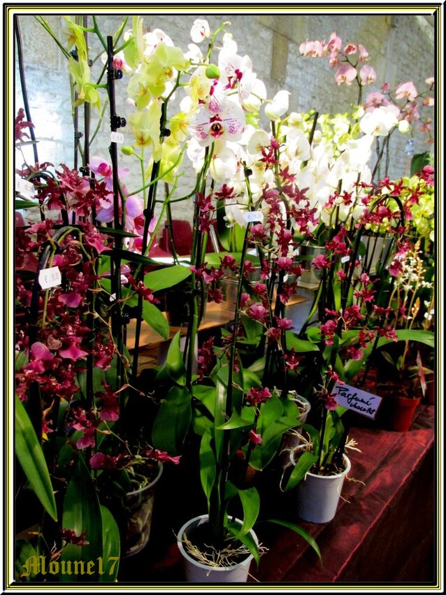 Exposition d'orchidées à Segonzac en charente