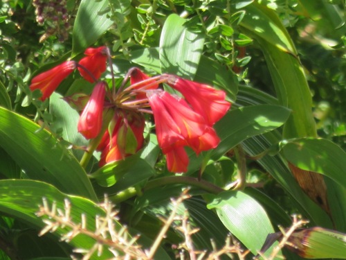 Fleurs du Costa Rica
