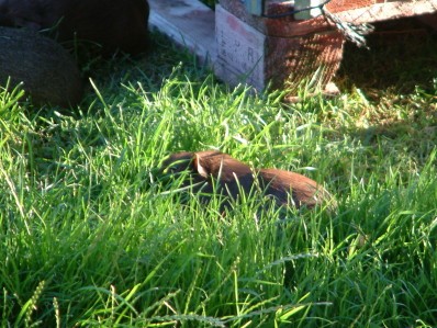 Maya enfouie dans l'herbe