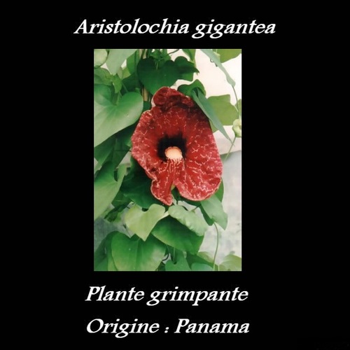 Aristolochia gigantea 