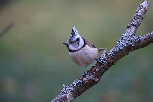 Mésange huppée