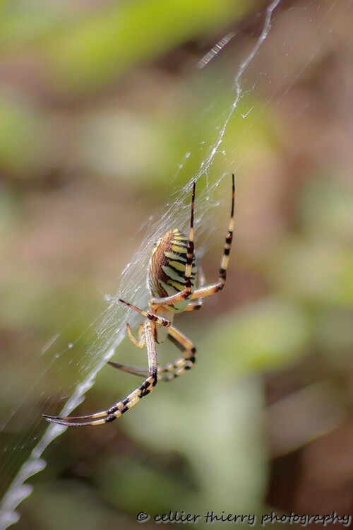 Portrait - Argiope Frelon - Saint-Jean de Chevelu - Savoie