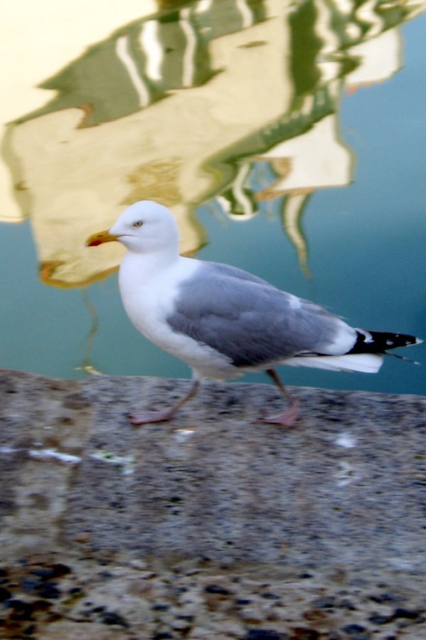 at08 - Mouette