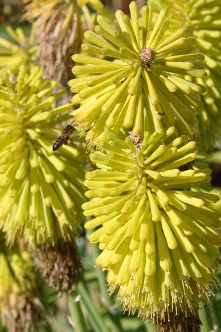 kniphopia jaune citron 'Limelight'