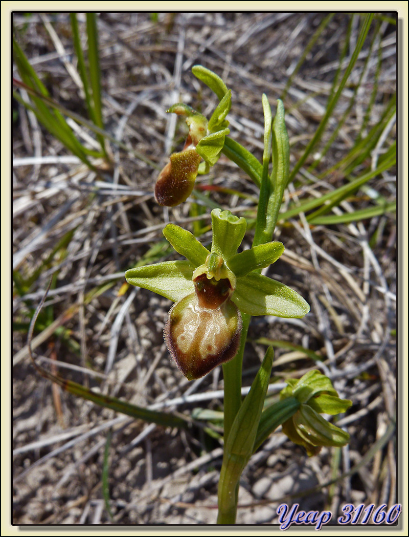 Balade "orchidées": ophrys araignée (Ophrys aranifera) - Aulon - 31  (Flore)