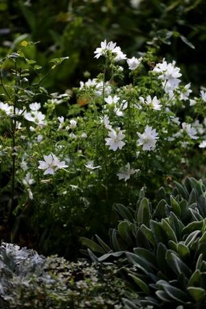 Bourse aux plantes