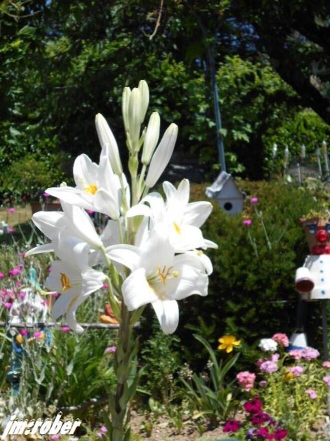 Mi juin , l'explosion des fleurs au jardin  (2)