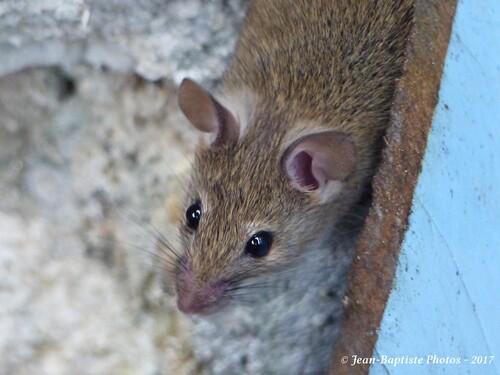 Souris dans mon jardin !