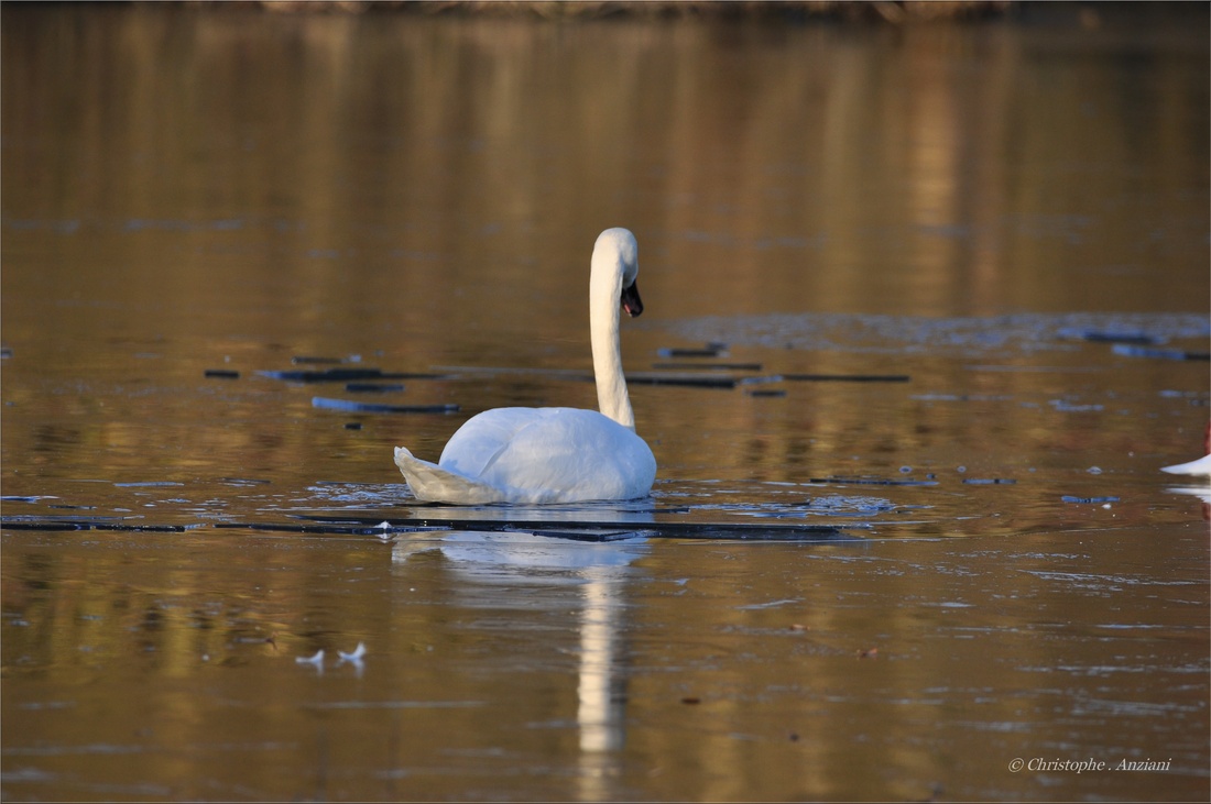 Cygne tuberculé dans la glace au coucher du soleil 