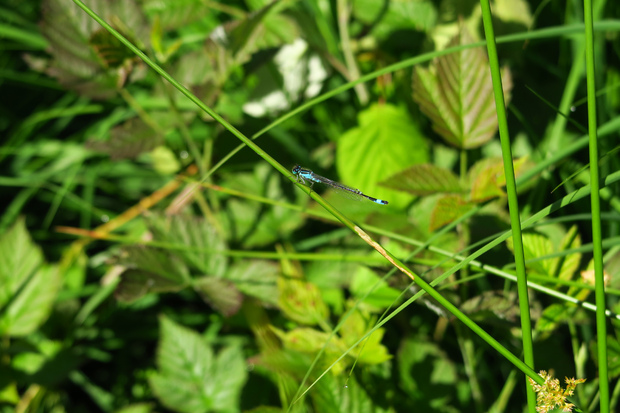 Les étangs en été