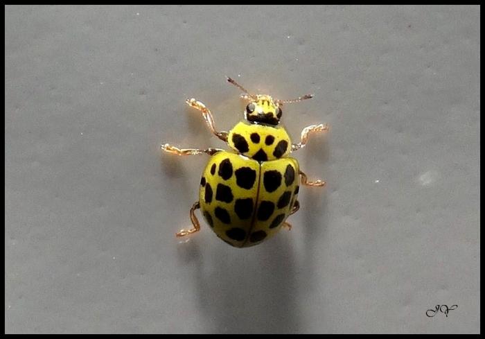 Coccinelles.